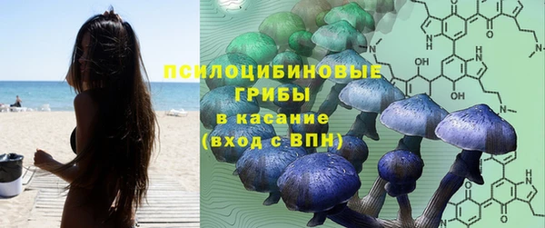 хмурый Аркадак